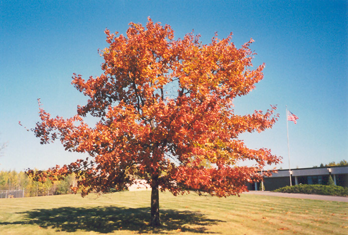 Red Oak (Quercus rubra) at Hoffmann Hillermann Nursery & Florist