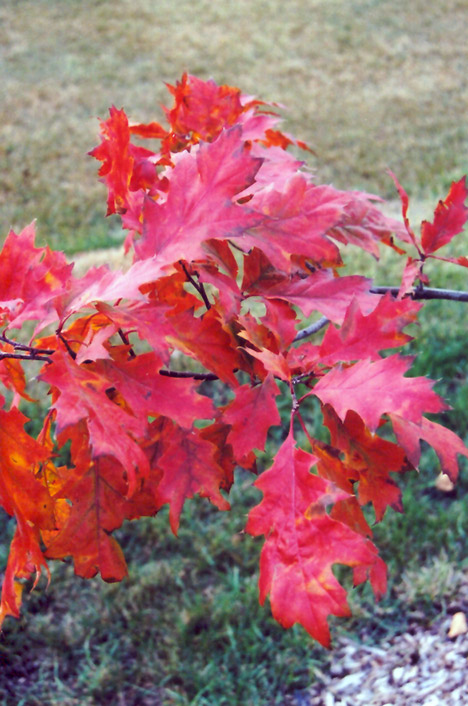 Red Oak (Quercus rubra) at Hoffmann Hillermann Nursery & Florist