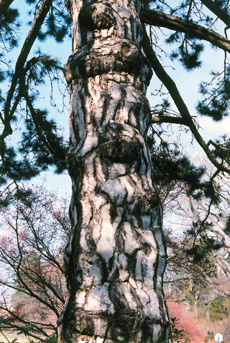 Austrian Pine (Pinus nigra) at Hoffmann Hillermann Nursery & Florist