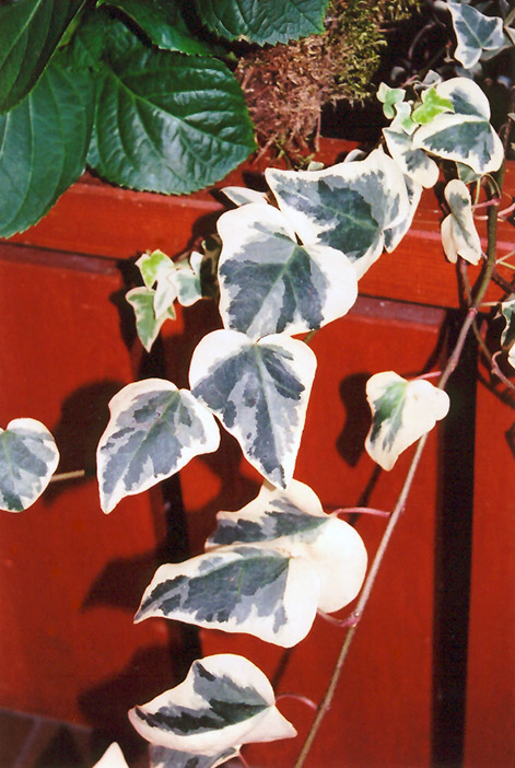 Variegated English Ivy (Hedera helix 'Variegata') at Hoffmann Hillermann Nursery & Florist
