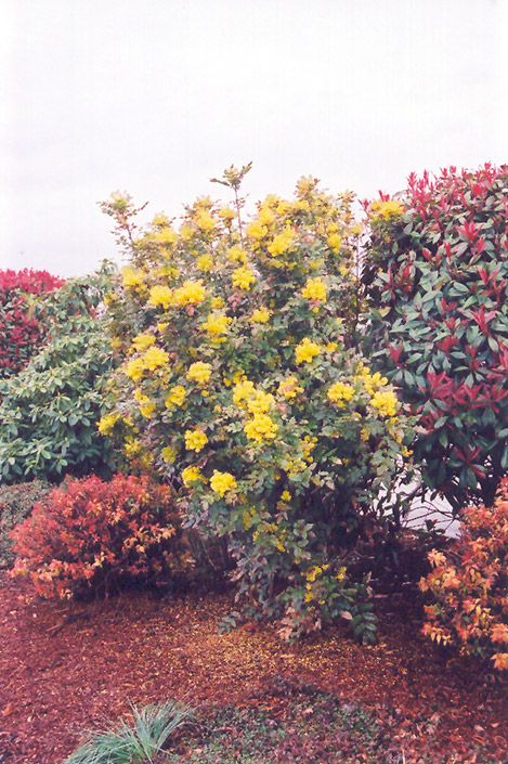 Oregon Grape (Mahonia aquifolium) at Hoffmann Hillermann Nursery & Florist