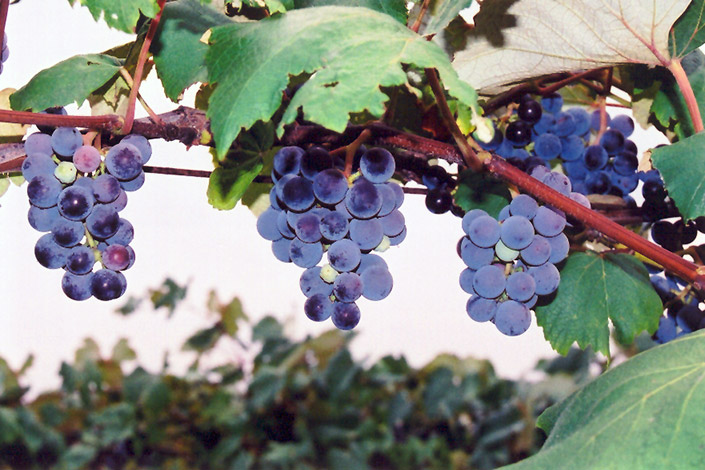 Concord Grape (Vitis 'Concord') at Hoffmann Hillermann Nursery & Florist