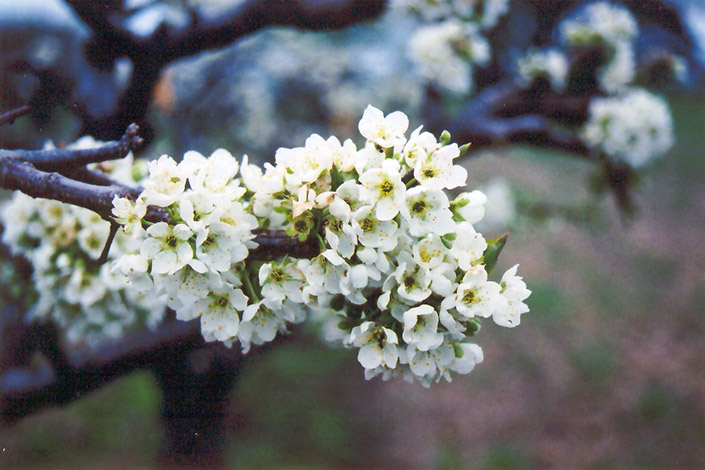 Burbank Plum (Prunus 'Burbank') at Hoffmann Hillermann Nursery & Florist