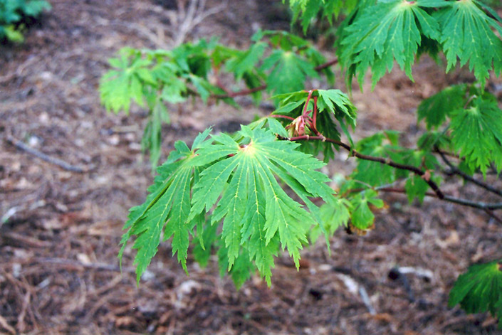 Fullmoon Maple (Acer japonicum) at Hoffmann Hillermann Nursery & Florist
