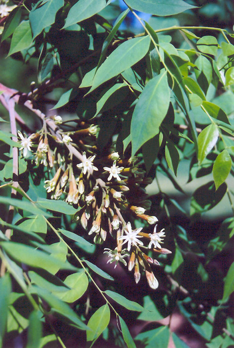 Kentucky Coffeetree (Gymnocladus dioicus) at Hoffmann Hillermann Nursery & Florist