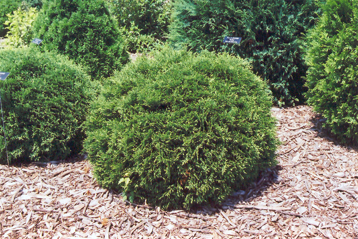 Hetz Midget Arborvitae (Thuja occidentalis 'Hetz Midget') at Hoffmann Hillermann Nursery & Florist