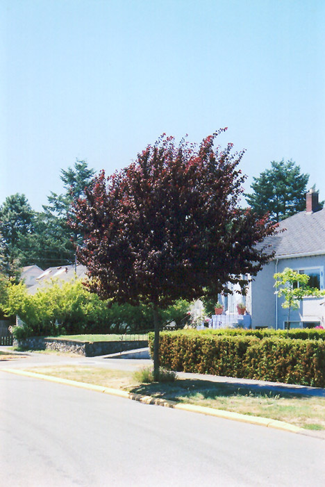 Newport Plum (Prunus cerasifera 'Newport') at Hoffmann Hillermann Nursery & Florist