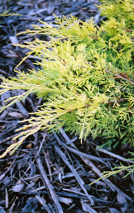Gold Lace Juniper (Juniperus x media 'Gold Lace') at Hoffmann Hillermann Nursery & Florist