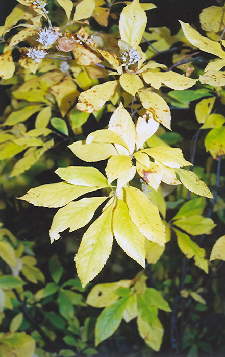 Summersweet (Clethra alnifolia) at Hoffmann Hillermann Nursery & Florist