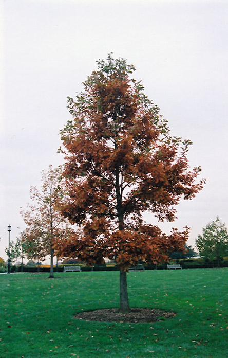 Swamp White Oak (Quercus bicolor) at Hoffmann Hillermann Nursery & Florist