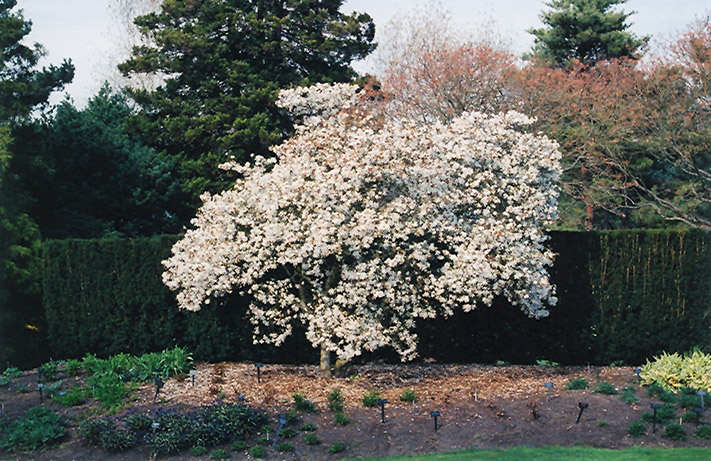 Star Magnolia (Magnolia stellata) at Hoffmann Hillermann Nursery & Florist