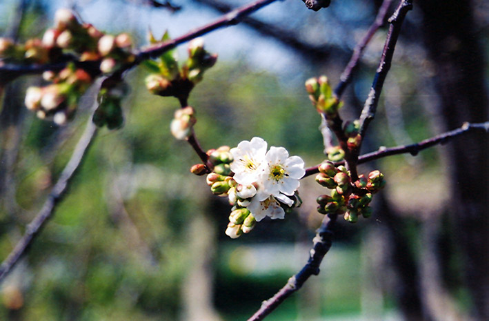 Montmorency Cherry (Prunus 'Montmorency') at Hoffmann Hillermann Nursery & Florist
