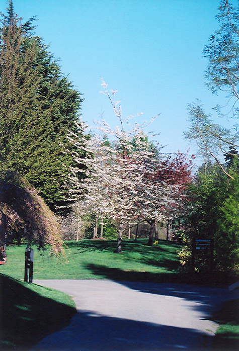 Double Flowering Sweet Cherry (Prunus avium 'Plena') at Hoffmann Hillermann Nursery & Florist