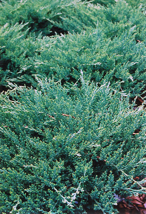 Sargent's Juniper (Juniperus chinensis 'var. sargentii') at Hoffmann Hillermann Nursery & Florist