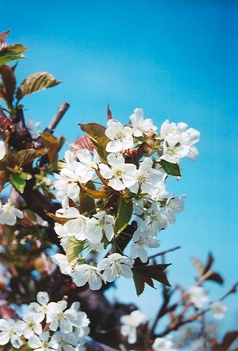 Bing Cherry (Prunus avium 'Bing') at Hoffmann Hillermann Nursery & Florist