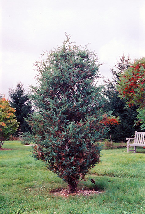 Chinese Juniper (Juniperus chinensis) at Hoffmann Hillermann Nursery & Florist