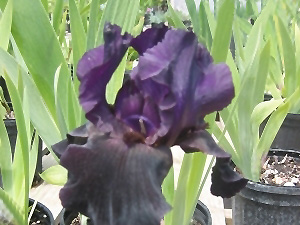 Black Flag Iris (Iris 'Black Flag') at Hoffmann Hillermann Nursery & Florist