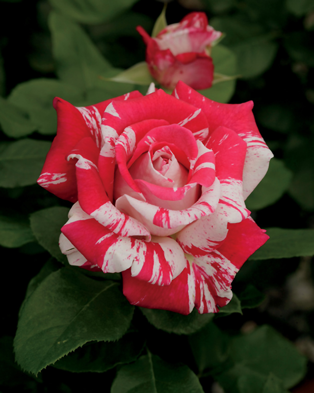 Neil Diamond Rose (Rosa 'WEKdereroro') at Hoffmann Hillermann Nursery & Florist