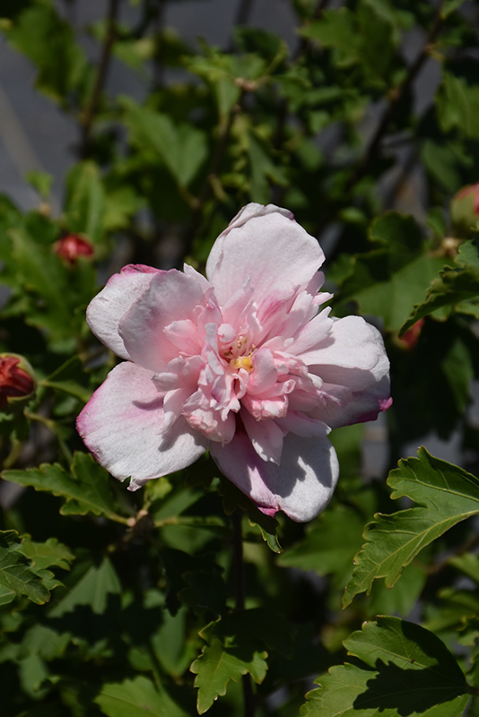 Double Pink Rose of Sharon (Hibiscus syriacus 'Double Pink') at Hoffmann Hillermann Nursery & Florist