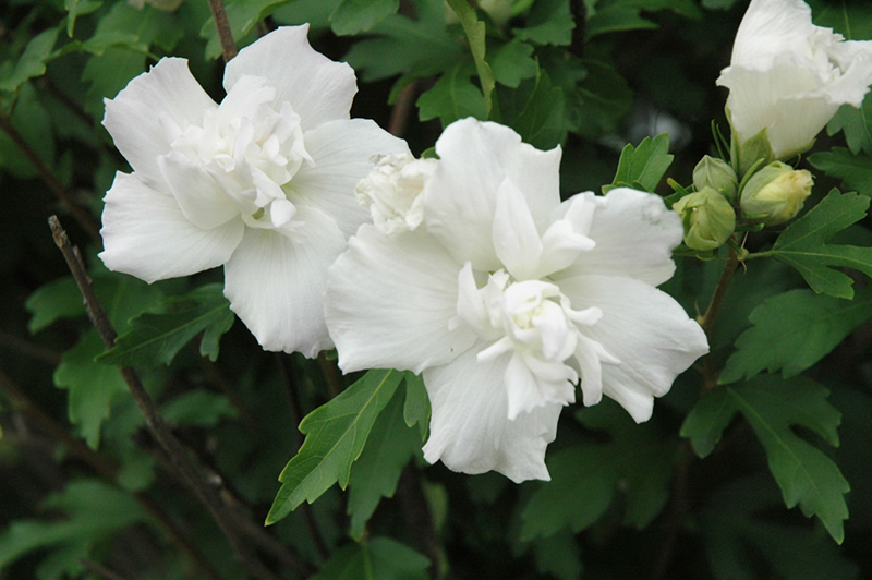 Double White Rose of Sharon (Hibiscus syriacus 'Double White') at Hoffmann Hillermann Nursery & Florist