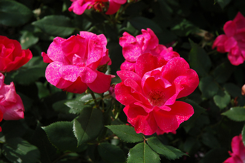 Knock Out Rose (Rosa 'Radrazz') at Hoffmann Hillermann Nursery & Florist