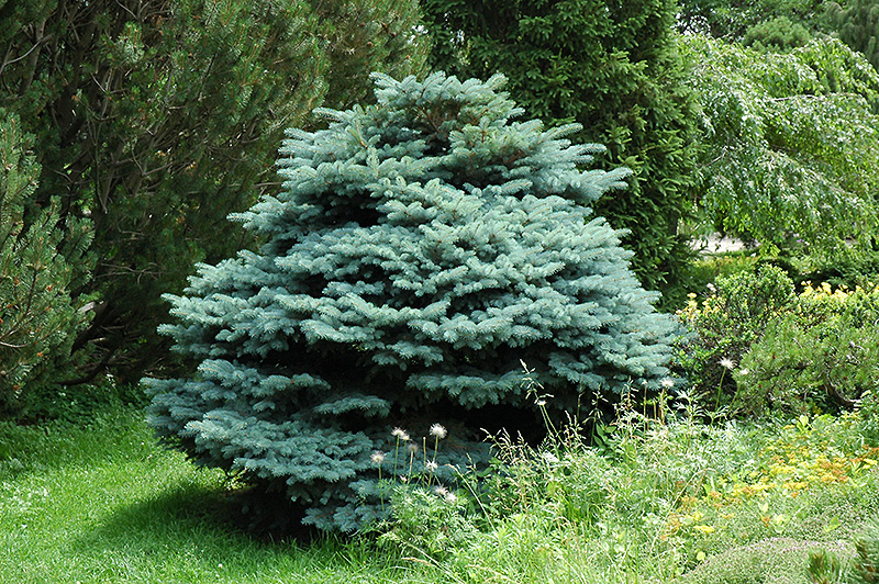 Globe Blue Spruce (Picea pungens 'Globosa') at Hoffmann Hillermann Nursery & Florist