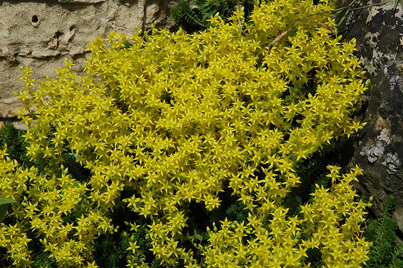 Golden Moss Stonecrop (Sedum acre) at Hoffmann Hillermann Nursery & Florist