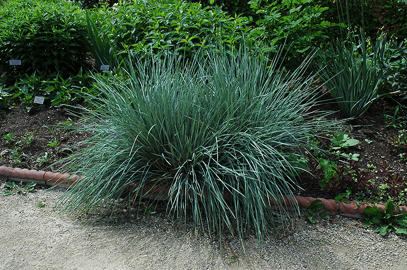 Blue Oat Grass (Helictotrichon sempervirens) at Hoffmann Hillermann Nursery & Florist