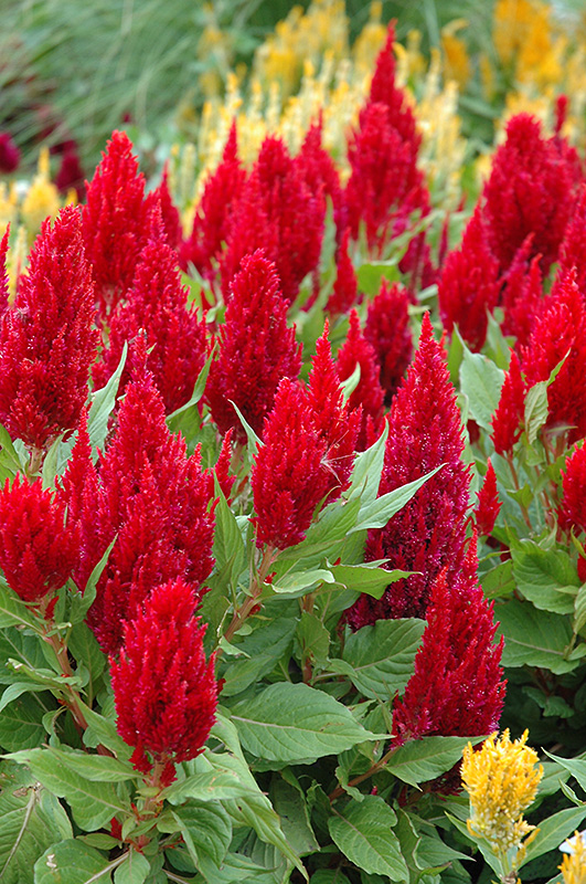 Fresh Look Red Celosia (Celosia 'Fresh Look Red') at Hoffmann Hillermann Nursery & Florist