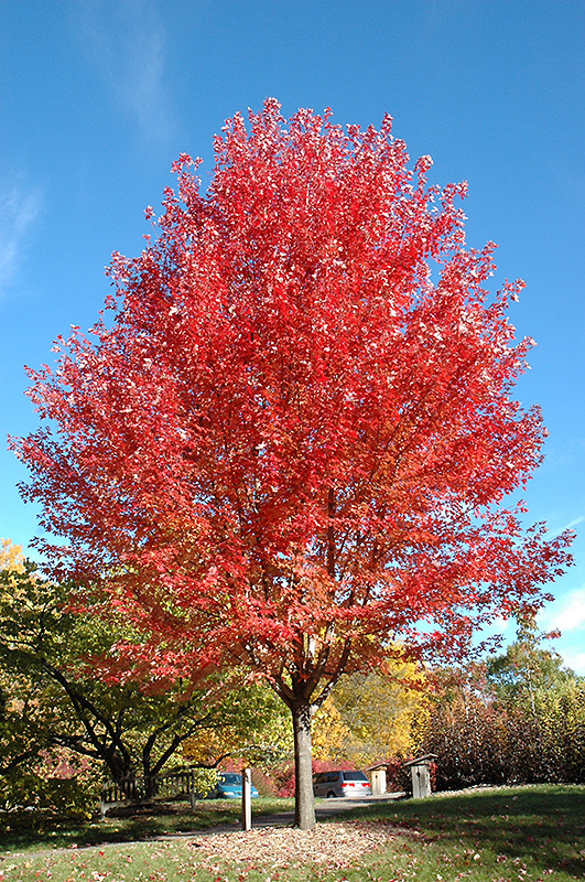 Autumn Blaze Maple (Acer x freemanii 'Jeffersred') at Hoffmann Hillermann Nursery & Florist