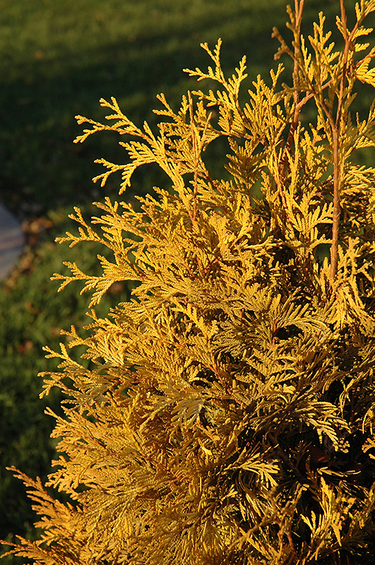 Yellow Ribbon Arborvitae (Thuja occidentalis 'Yellow Ribbon') at Hoffmann Hillermann Nursery & Florist