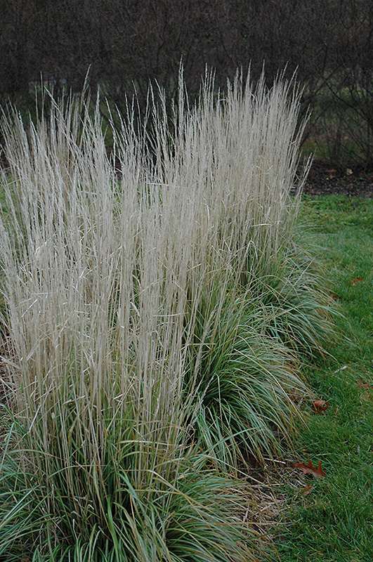 Avalanche Reed Grass (Calamagrostis x acutiflora 'Avalanche') at Hoffmann Hillermann Nursery & Florist