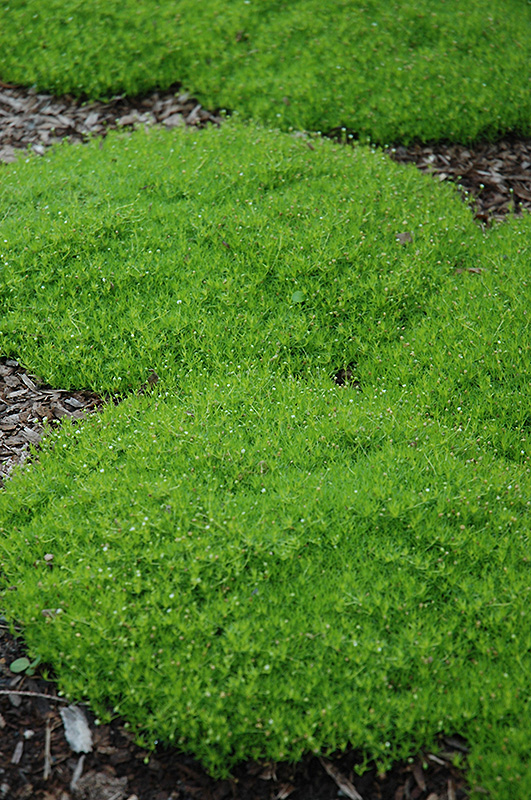 Irish Moss (Sagina subulata) at Hoffmann Hillermann Nursery & Florist