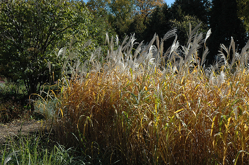 Maiden Grass (Miscanthus sinensis) at Hoffmann Hillermann Nursery & Florist