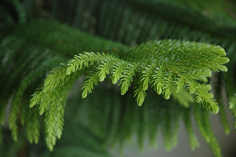 Norfolk Island Pine (Araucaria heterophylla) at Hoffmann Hillermann Nursery & Florist
