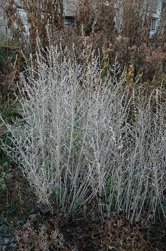 Russian Sage (Perovskia atriplicifolia) at Hoffmann Hillermann Nursery & Florist