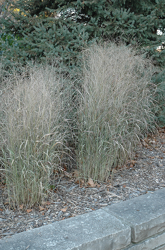 Shenandoah Reed Switch Grass (Panicum virgatum 'Shenandoah') at Hoffmann Hillermann Nursery & Florist