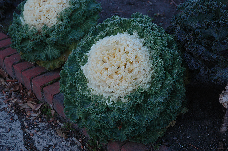White Kale (Brassica oleracea var. acephala 'White') at Hoffmann Hillermann Nursery & Florist