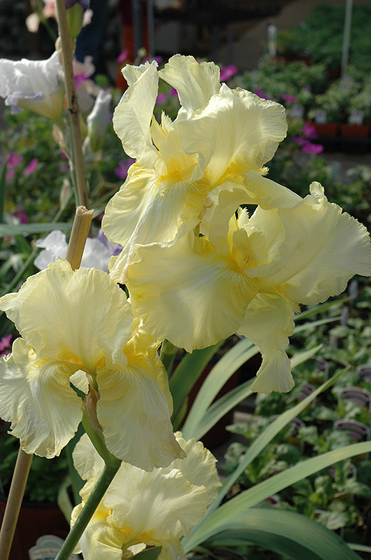 Summer Olympics Iris (Iris 'Summer Olympics') at Hoffmann Hillermann Nursery & Florist