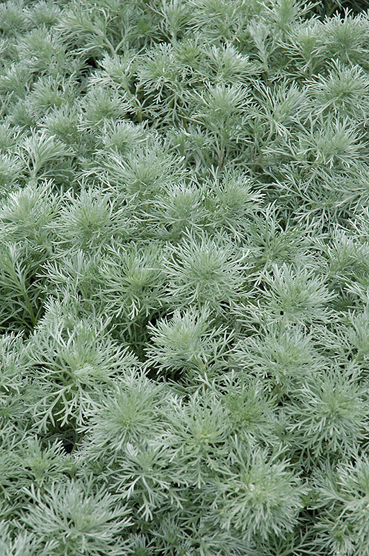 Silver Mound Artemesia (Artemisia schmidtiana 'Silver Mound') at Hoffmann Hillermann Nursery & Florist