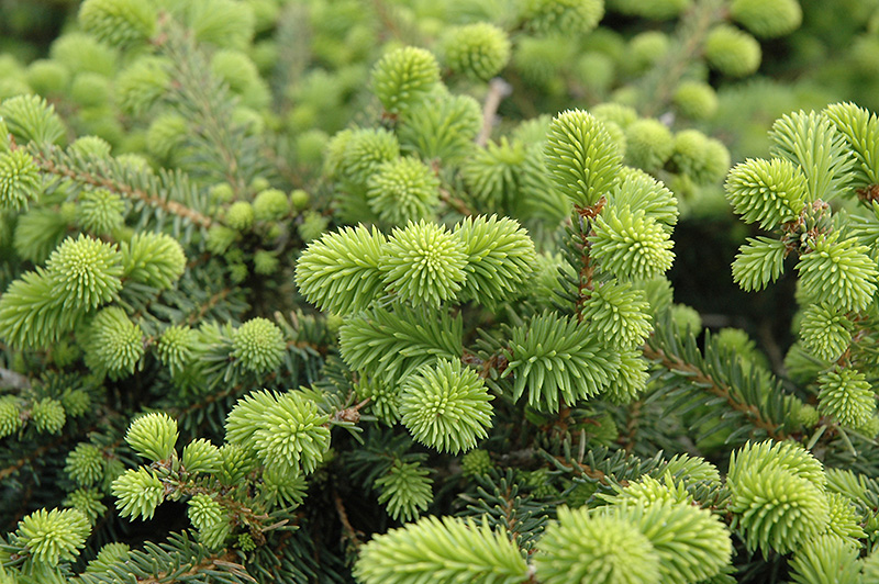 Creeping Norway Spruce (Picea abies 'Repens') at Hoffmann Hillermann Nursery & Florist