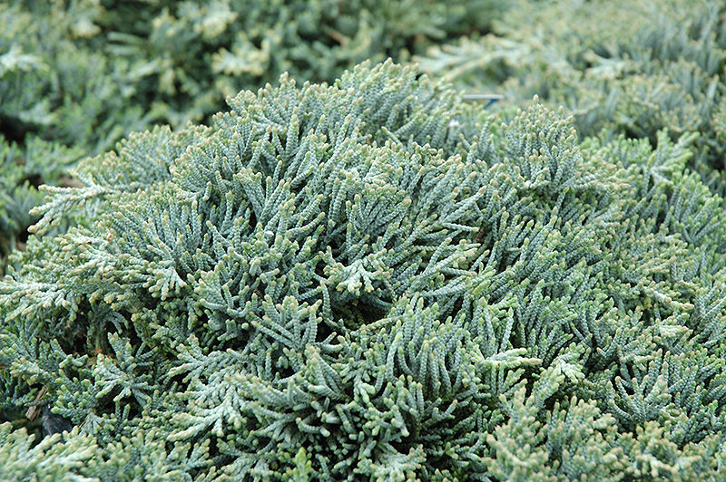 Icee Blue Juniper (Juniperus horizontalis 'Icee Blue') at Hoffmann Hillermann Nursery & Florist