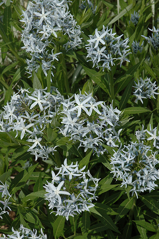 Blue Star Flower (Amsonia tabernaemontana) at Hoffmann Hillermann Nursery & Florist