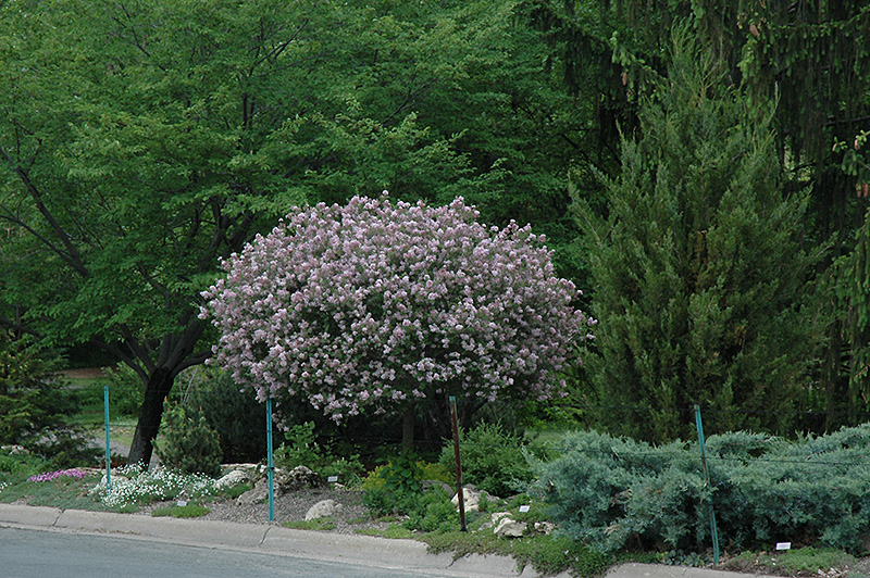 Dwarf Korean Lilac (tree form) (Syringa meyeri 'Palibin (tree form)') at Hoffmann Hillermann Nursery & Florist