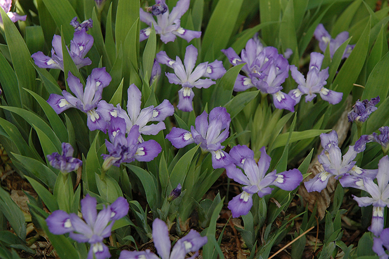 Dwarf Crested Iris (Iris cristata) at Hoffmann Hillermann Nursery & Florist
