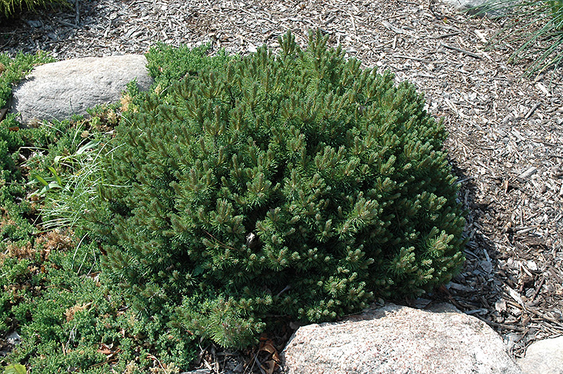 Valley Cushion Mugo Pine (Pinus mugo 'Valley Cushion') at Hoffmann Hillermann Nursery & Florist
