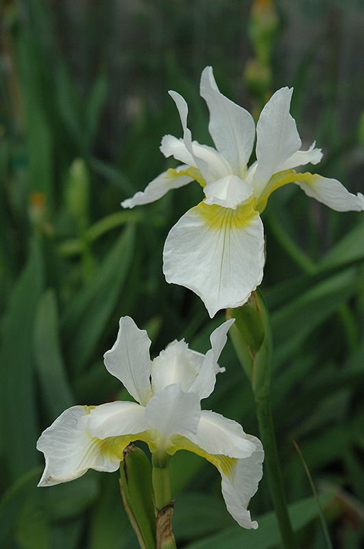 Snow Queen Siberian Iris (Iris sibirica 'Snow Queen') at Hoffmann Hillermann Nursery & Florist