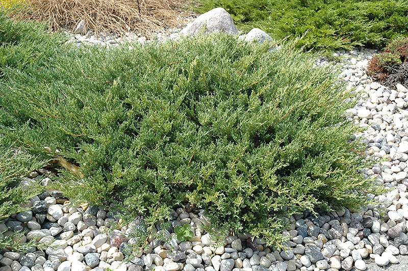 Andorra Juniper (Juniperus horizontalis 'Plumosa Compacta') at Hoffmann Hillermann Nursery & Florist