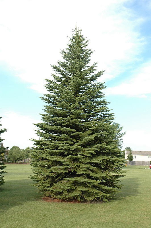 Colorado Spruce (Picea pungens) at Hoffmann Hillermann Nursery & Florist
