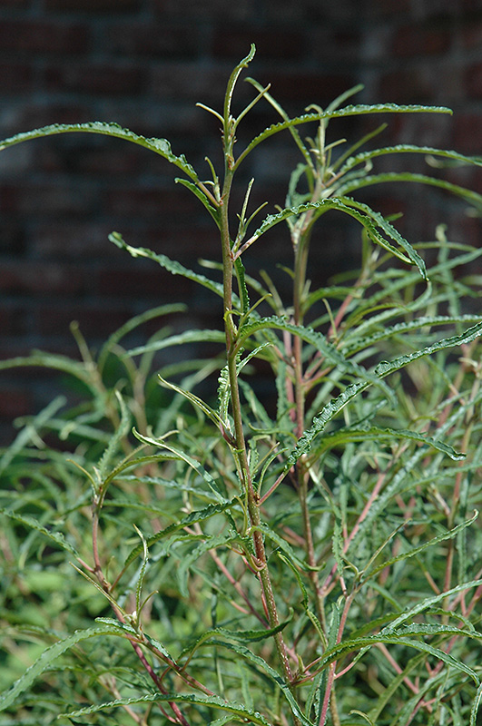 Fine Line Fern Leaf Buckthorn (Rhamnus frangula 'Ron Williams') at Hoffmann Hillermann Nursery & Florist